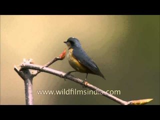 Chestnut-bellied Nuthatch in Landour