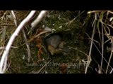 Red-headed Tit nesting in Mussoorie