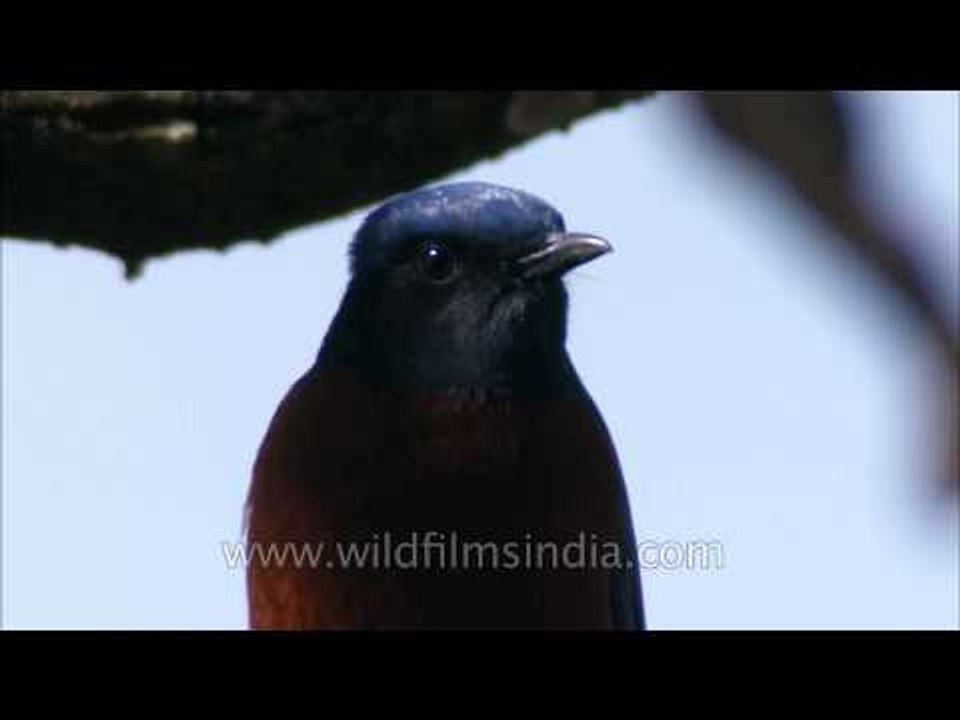 Chestnut - bellied Rock Thrush male, Uttarakhand