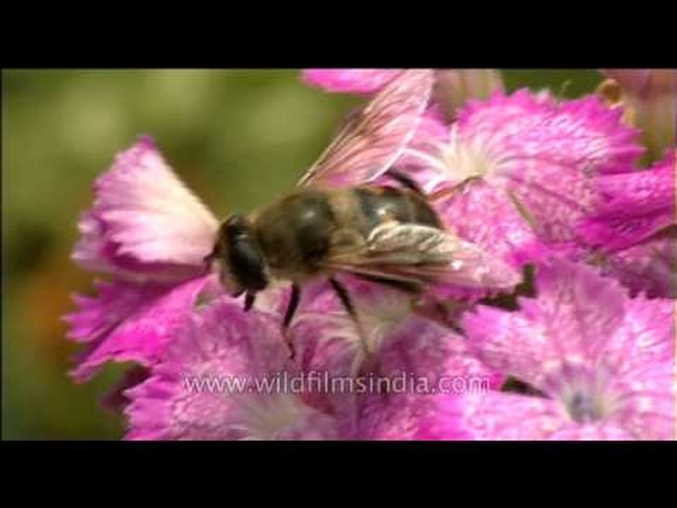 Bee hovering around the flowers