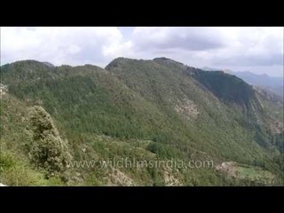 Mixed Oak, Rhododendron and deodar forests in the western Himalaya