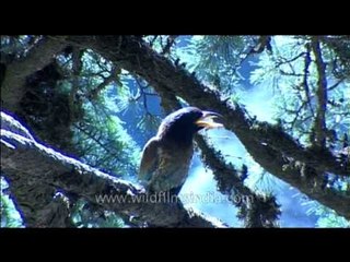 Himalayan Barbet