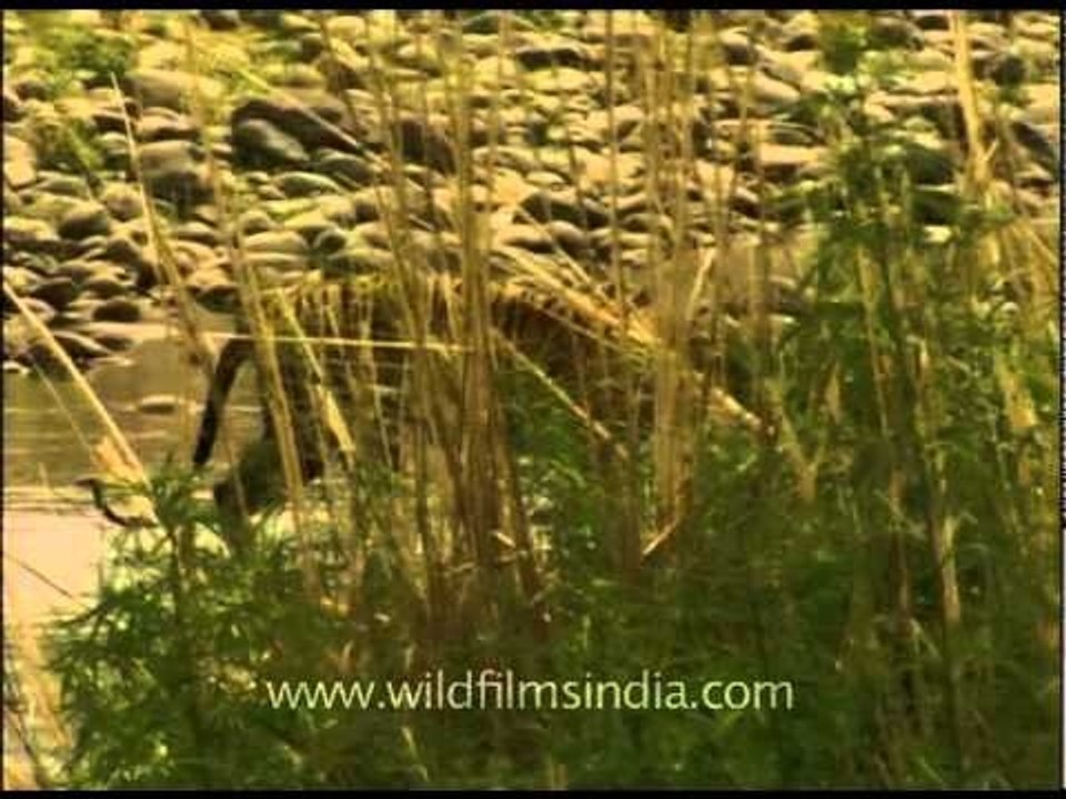 Tiger walking through water