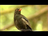 Grey-winged Blackbird in the Himalaya