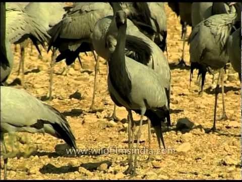 Demoiselle Cranes in Rajasthan