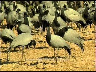 Khichan Village - The winter home of Demoiselle Cranes