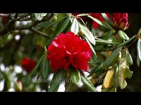A shock of red : Gorgeous Rhododendron flowers