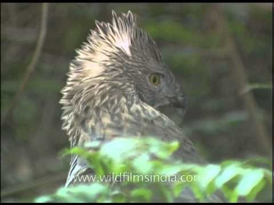 Crested Hawk Eagle