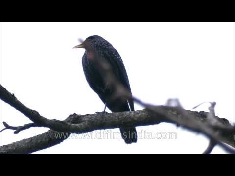 Himalayan or Blue Whistling Thrush