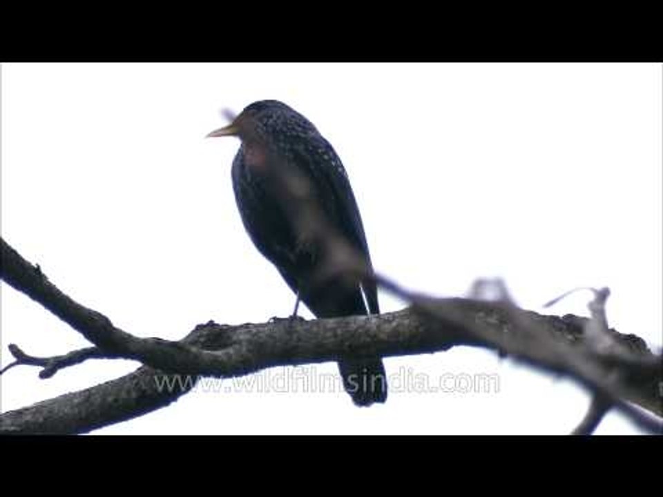 Himalayan or Blue Whistling Thrush