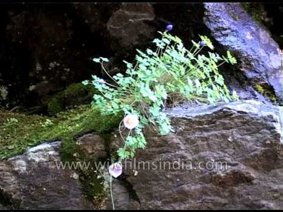 Alpine flowers oh the Himayas at Garhwal, Uttaranchal, India, North India.