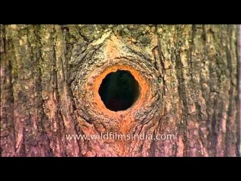 Himalayan Barbet cleaning its nest hole