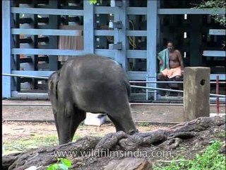 Cute baby elephant at Elephant Training Center in Kodanad, Kerala