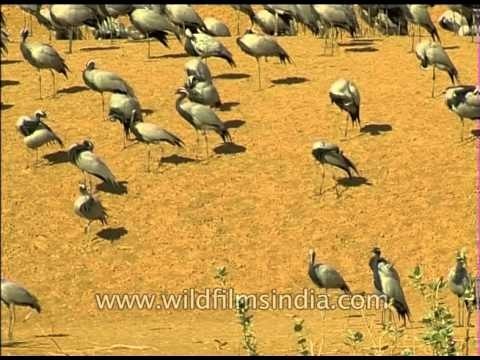 Demoiselle Cranes are winter visitors to north India