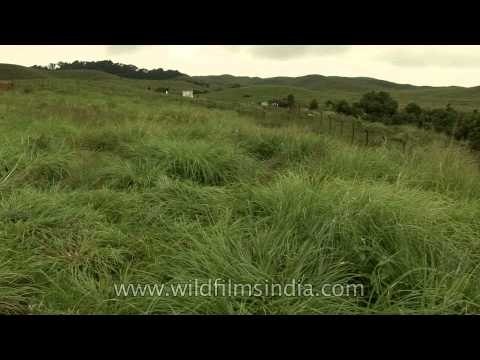 The green, green meadows of home - Cherrapunji