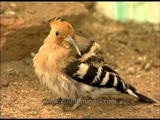 Hoopoe Bird
