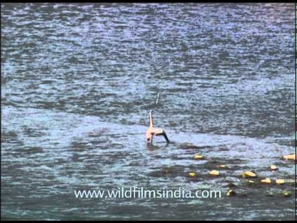 Graceful Grey Heron