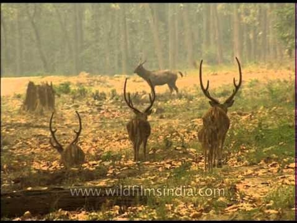 Deers roaming together