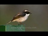 Grey Bush Chat male in Landour, Uttarakhand