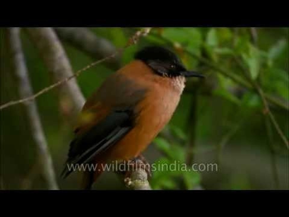 Black-capped Sibia is often seen around Landour