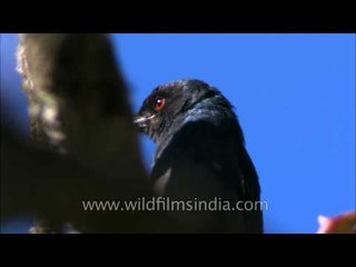 Ashy Drongo with its blood red eye!