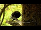 The Grey-winged Blackbird