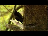 Grey-winged Blackbird or Turdus boulboul