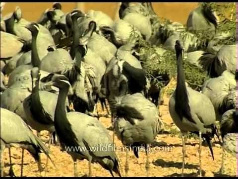 Large flocks of Demoiselle cranes at Khichan