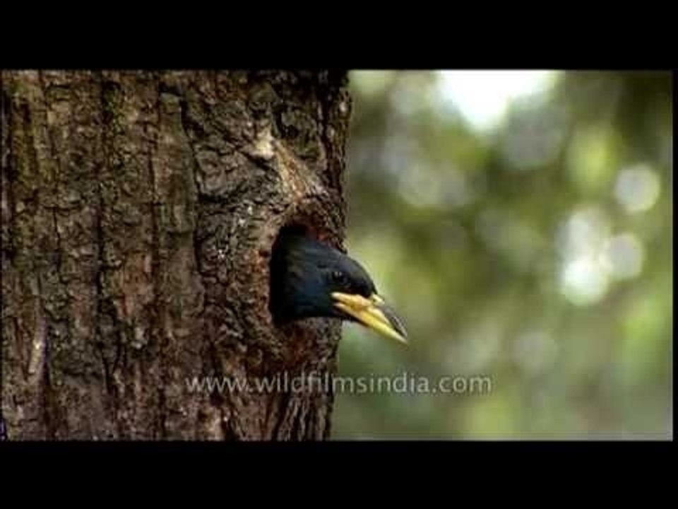 Himalayan Barbet in Landour, Mussoorie