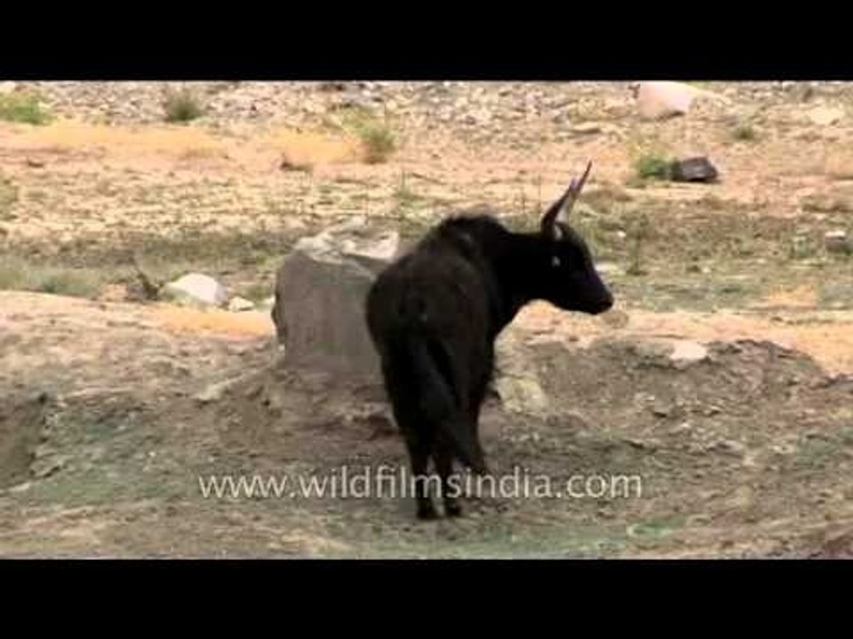 Itchy Yak: Yak rubs its neck on a rock, to right an itch!
