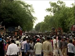 Decorated elephants parading during the Rath Yatra procession in Puri