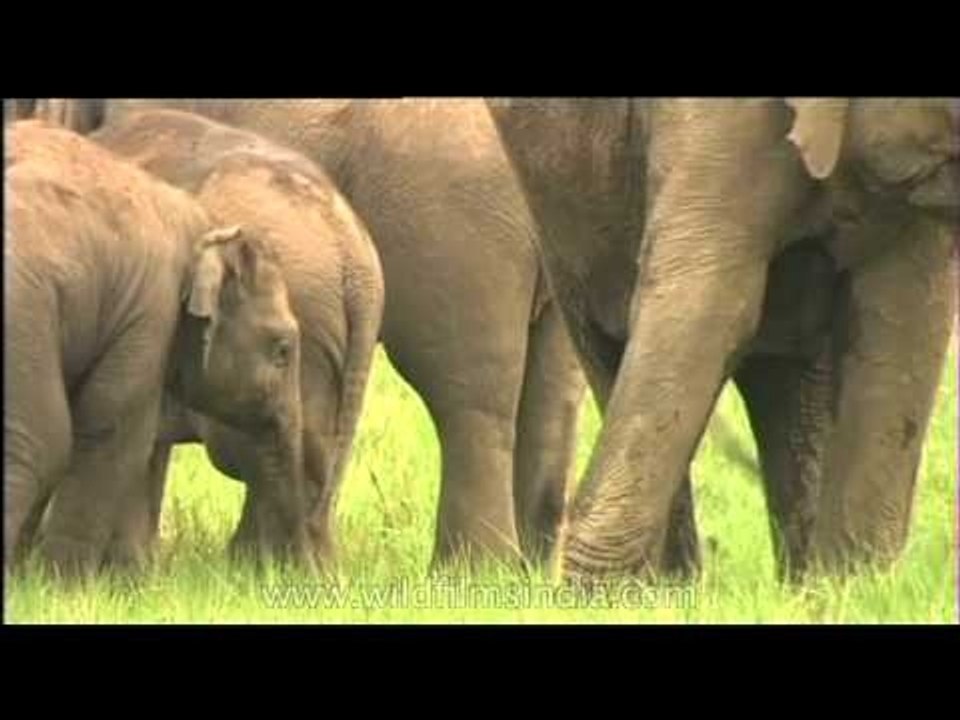Herd of Elephants grazing in a Terai grassland