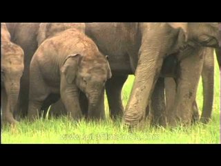 Cute little Elephant babies having lunch with the family