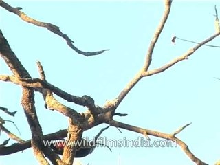Himalayan Pied Woodpecker