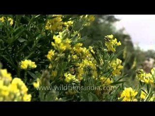 Wild flowers of Ladakh