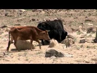 Yak and a cow in Ladakh