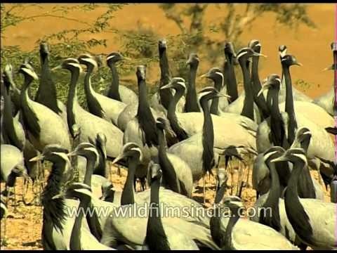 Demoiselle Cranes - The Royalty of Khichan