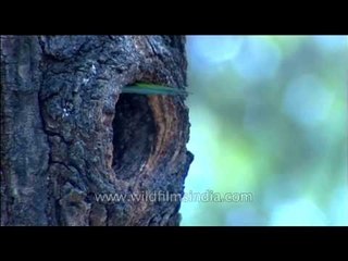Himalayan Barbet visiting its chicks