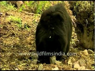 Labiated bear found wild within the Indian subcontinent