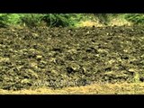 Ploughed land in Solapur, Maharastra