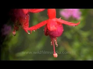 Fuchsia flowers with raindrops