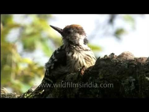 Mahratta Woodpecker or the Yellow-fronted Pied Woodpecker