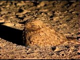 Indian Nightjar (Caprimulgus asiaticus)