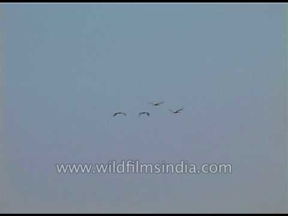 Flocks of different aquatic birds