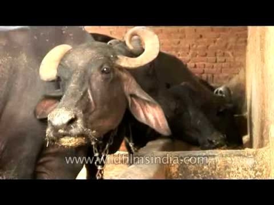 Happy meal for Cows at a Dairy farm in New Delhi, India