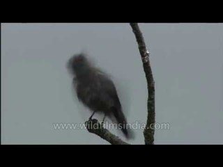 Female of Verditer Flycatcher is far less flamboyant than the male