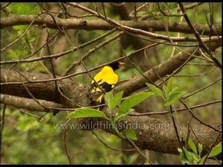 Black-headed Oriole in Himalayan foot-hills