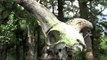 Expedition teams etch their names on the bark of a tree at Nanda Devi National Park