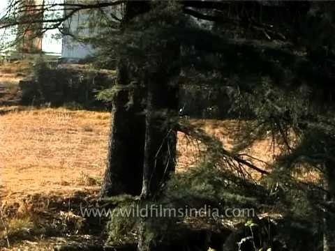 Yellow throated Marten running around playfully