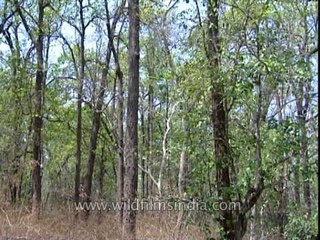 The forests of the Jim Corbett National Park